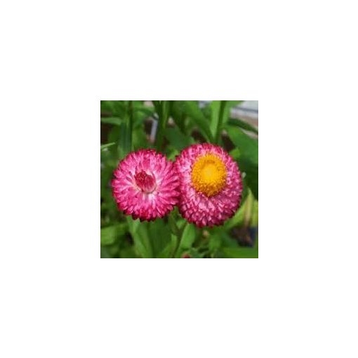 Helichrysum bracteatum rose