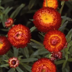 Helichrysum bracteatum scarlet