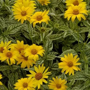 Heliopsis helianthoides sunburst