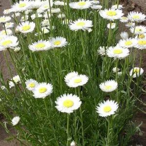 Helipterum (acrolinium) roseum white