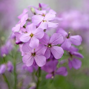 Hesperis matronalis violet