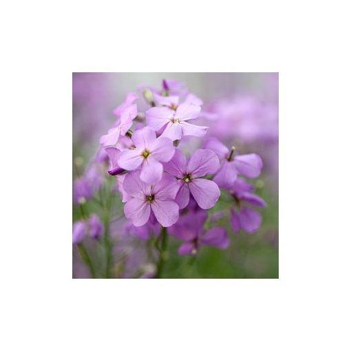 Hesperis matronalis violet