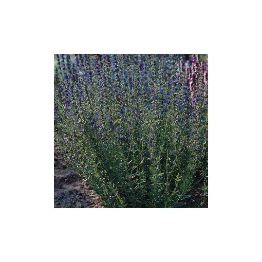 Hyssopus officinalis blue