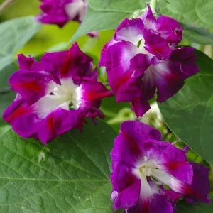 Ipomoea x imperialis sunrise serenade