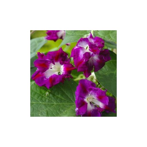 Ipomoea x imperialis sunrise serenade