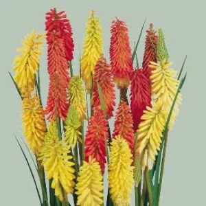 Kniphofia uvaria flamenco (primed)