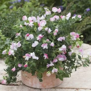 Lathyrus odoratus cupid pink