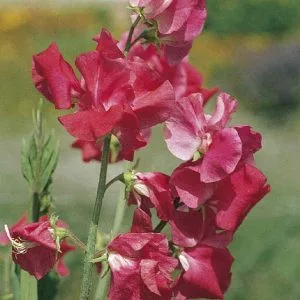 Lathyrus odoratus elegance deep rose