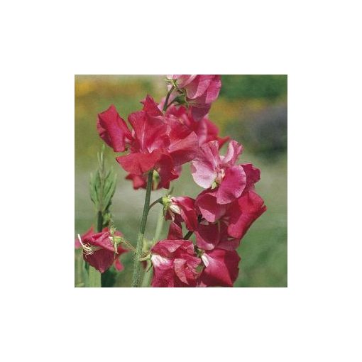 Lathyrus odoratus elegance deep rose