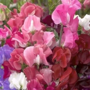 Lathyrus odoratus elegance mix