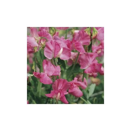 Lathyrus odoratus elegance rose