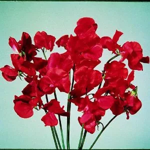 Lathyrus odoratus elegance scarlet