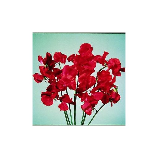 Lathyrus odoratus elegance scarlet