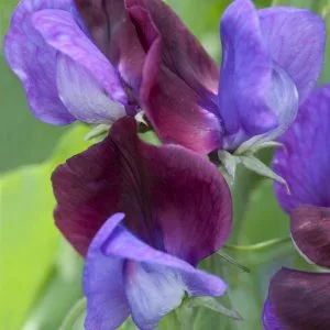 Lathyrus odoratus grandiflora matucana