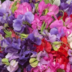 Lathyrus odoratus king size coronation mix
