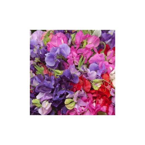 Lathyrus odoratus king size coronation mix