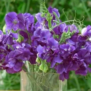 Lathyrus odoratus king size navy blue