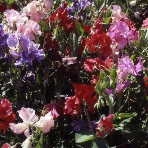 Lathyrus odoratus knee-hi mixture