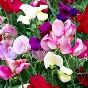 Lathyrus odoratus little sweetheart