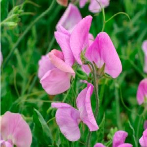 Lathyrus odoratus mammoth lavender