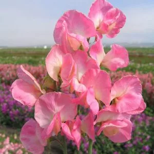 Lathyrus odoratus mammoth salmon cream