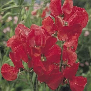 Lathyrus odoratus mammoth scarlet