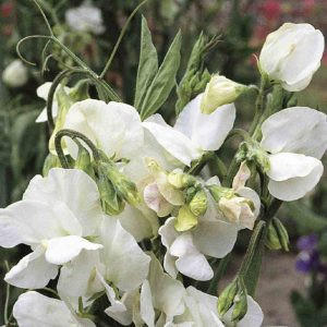 Lathyrus odoratus mammoth white