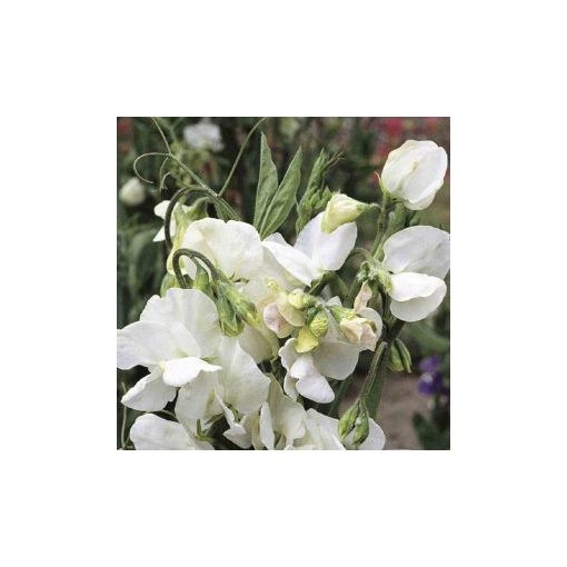 Lathyrus odoratus mammoth white