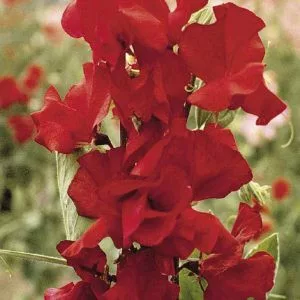 Lathyrus odoratus royal crimson