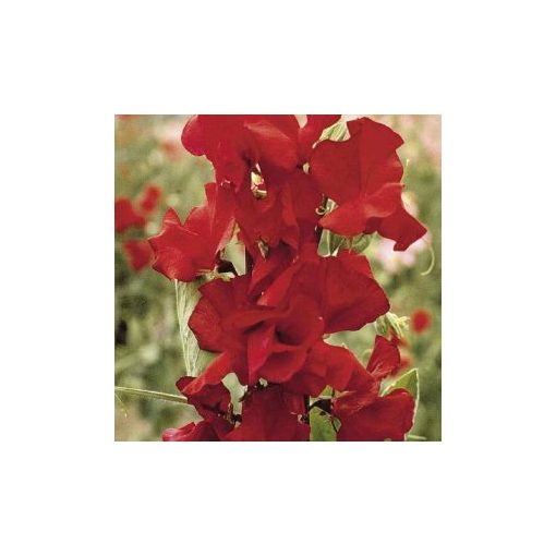 Lathyrus odoratus royal crimson