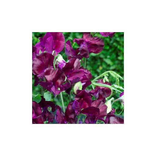 Lathyrus odoratus royal maroon