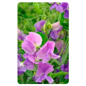 Lathyrus odoratus royal mid-blue