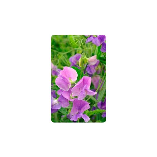 Lathyrus odoratus royal mid-blue