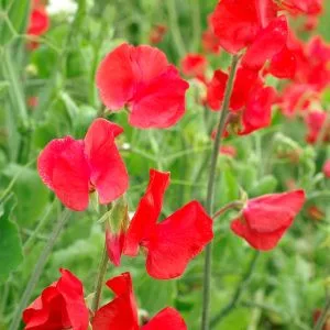 Lathyrus odoratus royal scarlet