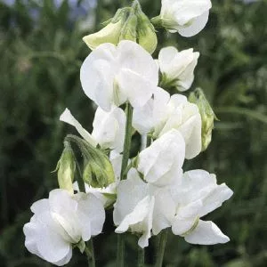 Lathyrus odoratus royal white