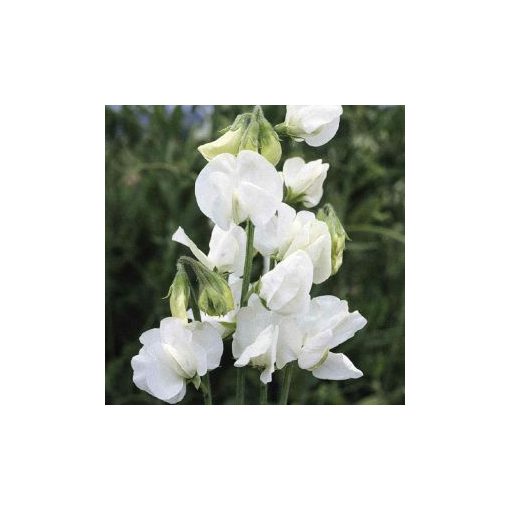 Lathyrus odoratus royal white