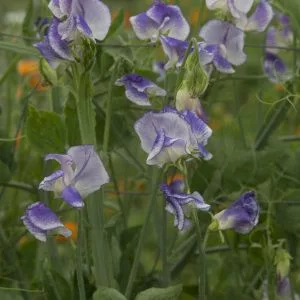Lathyrus odoratus spencer blue ripple