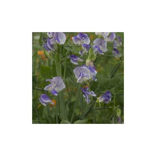 Lathyrus odoratus spencer blue ripple