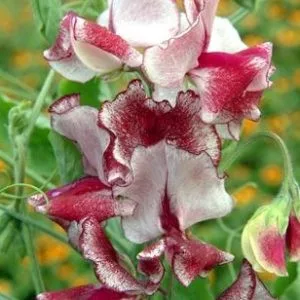 Lathyrus odoratus spencer mars