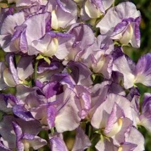 Lathyrus odoratus spencer nimbus