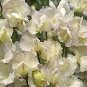 Lathyrus odoratus spencer old times