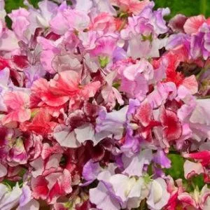 Lathyrus odoratus spencer ripple formula mixture