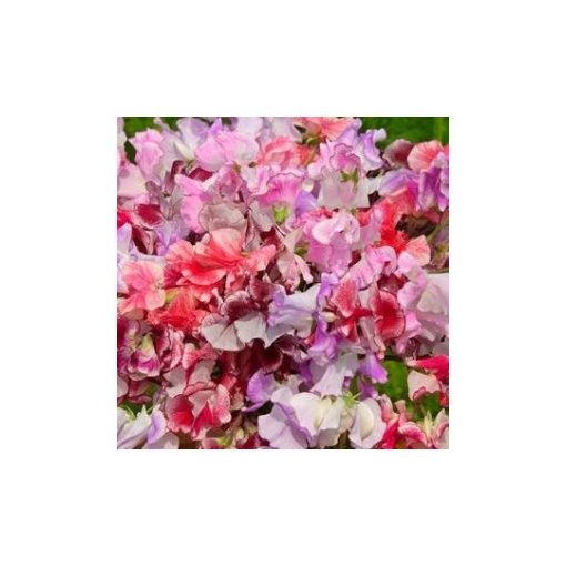 Lathyrus odoratus spencer ripple formula mixture