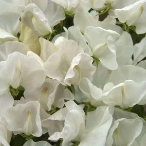 Lathyrus odoratus spencer royal wedding