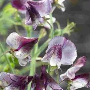 Lathyrus odoratus spencer wiltshire ripple