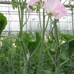 Lathyrus odoratus spring sunshine blush
