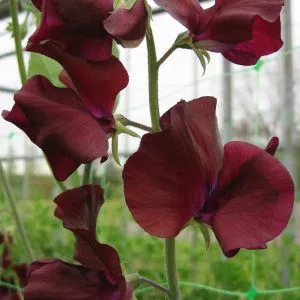Lathyrus odoratus spring sunshine burgundy