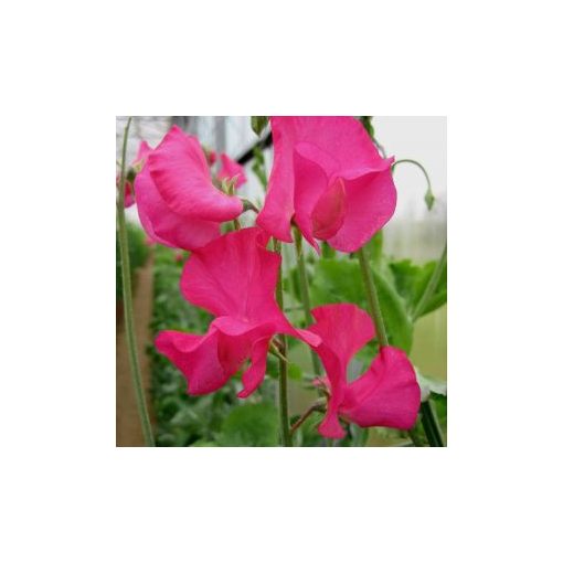 Lathyrus odoratus spring sunshine cerise