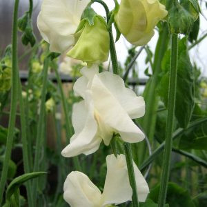 Lathyrus odoratus spring sunshine cream