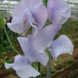 Lathyrus odoratus spring sunshine light blue